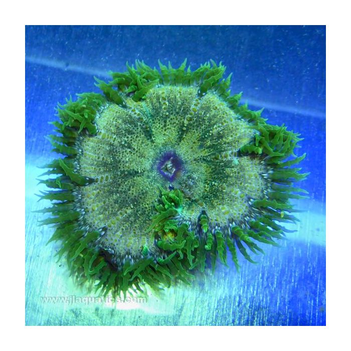 Buy Rock Anemone - Green (Atlantic) in Canada for as low as 45.45