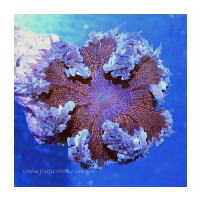 Buy Rock Anemone - Ultra (Atlantic) in Canada for as low as 78.95