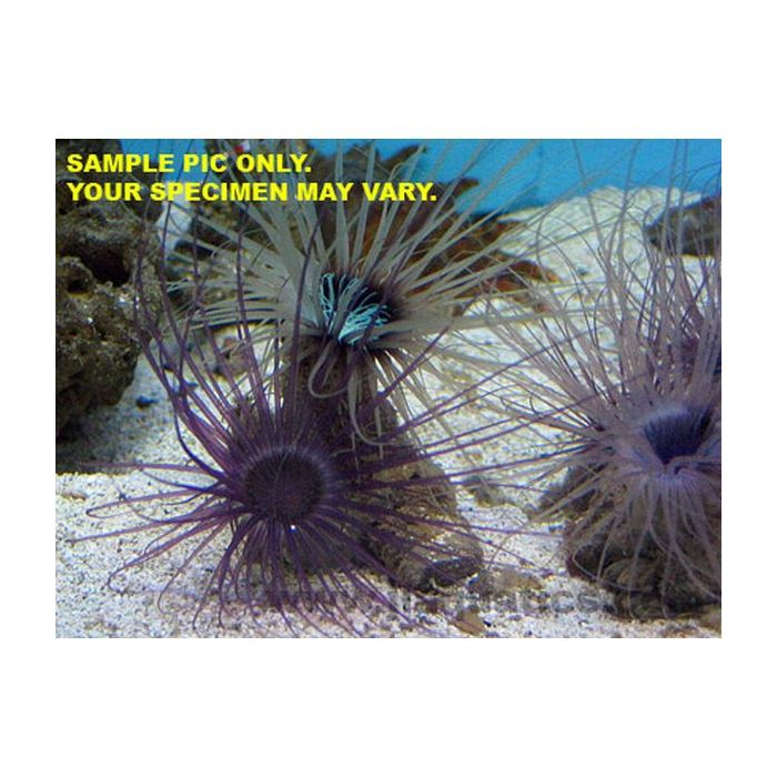 Buy Tube Anemone - Colored (Asia Pacific) in Canada for as low as 41.45