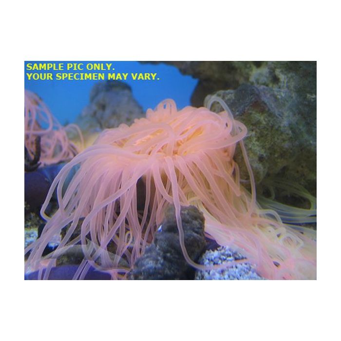 Buy Tube Anemone - Ultra (Asia Pacific) in Canada for as low as 63.95