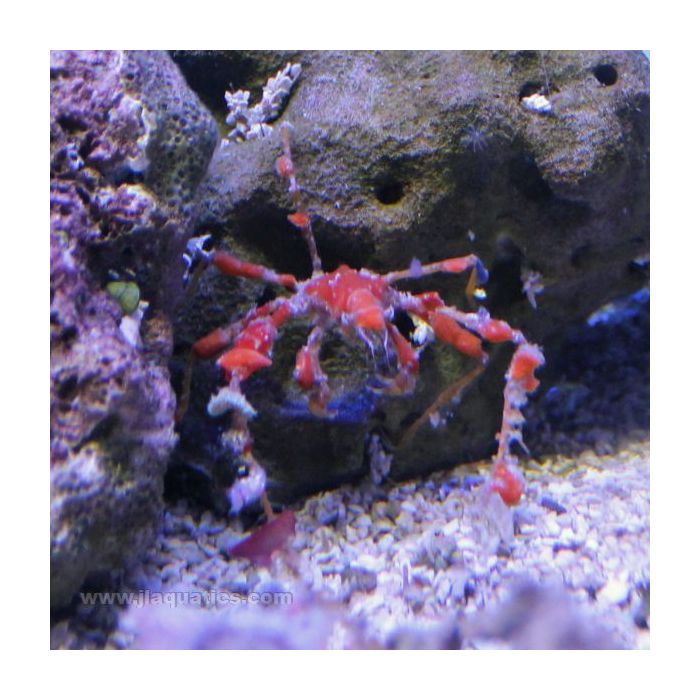 Buy Arrow Crab - Decorated (Atlantic) in Canada for as low as 19.95