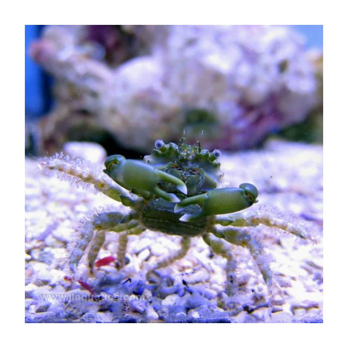Buy Emerald Crab - Green (Atlantic) in Canada for as low as 7.95
