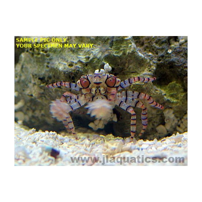 Buy Pom Pom Crab (Asia Pacific) in Canada for as low as 22.95