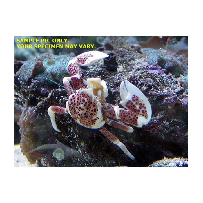 Buy Porcelain Crab - White (Indian Ocean) in Canada for as low as 20.45