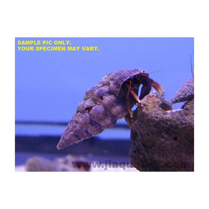 Buy Assorted Hermit Crab (Asia Pacific) in Canada for as low as 5.95