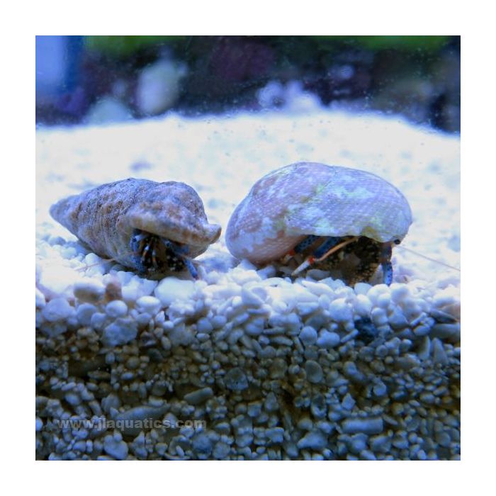 Buy Blue Leg Hermit Crab (Atlantic) in Canada for as low as 1.45