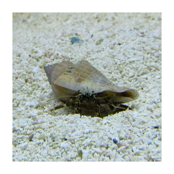 Buy Common Hermit Crab (Asia Pacific) in Canada for as low as 1.95