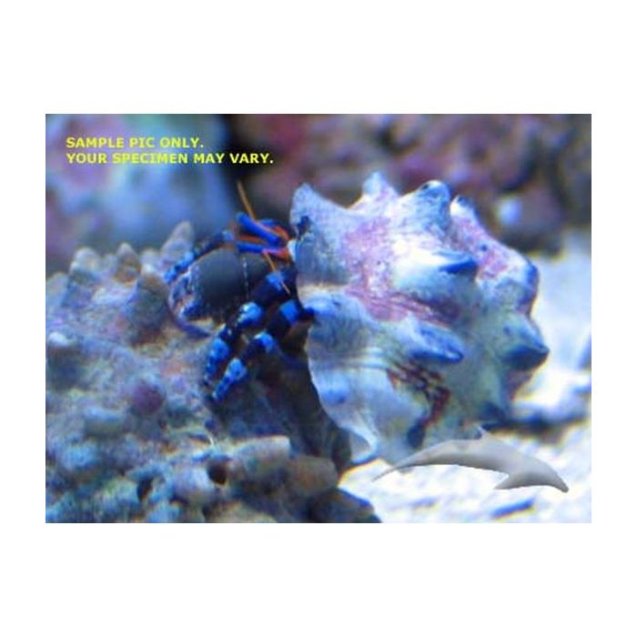 Buy Electric Blue Hermit Crab (Asia Pacific) in Canada for as low as 6.45
