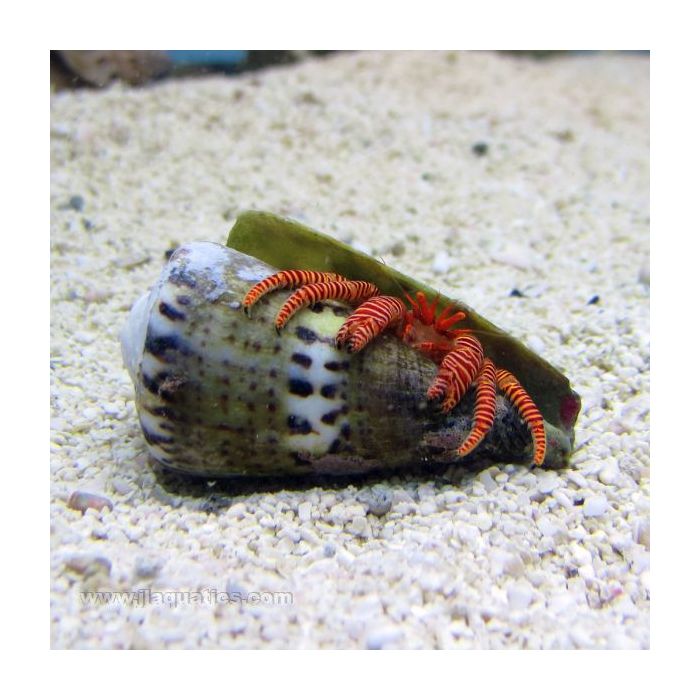 Buy Halloween Hermit Crab (Asia Pacific) in Canada for as low as 8.95