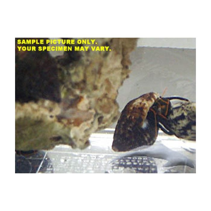 Buy Mexican Red Leg Hermit Crab (Atlantic) in Canada for as low as 1.95