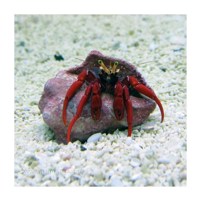 Buy Red Scarlet Hermit Crab (Atlantic) in Canada for as low as 5.95