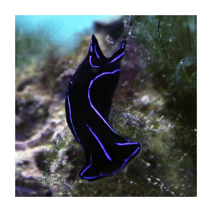 Buy Headshield Nudibranch (Asia Pacific) in Canada for as low as 23.45