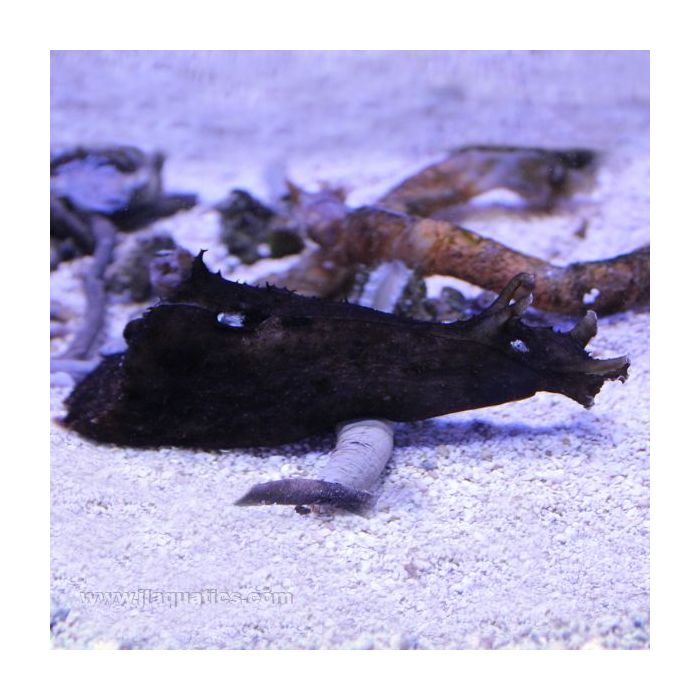 Buy Sea Hare - Black (Asia Pacific) in Canada for as low as 34.95