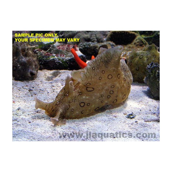 Buy Sea Hare - Spotted (Asia Pacific) in Canada for as low as 34.95
