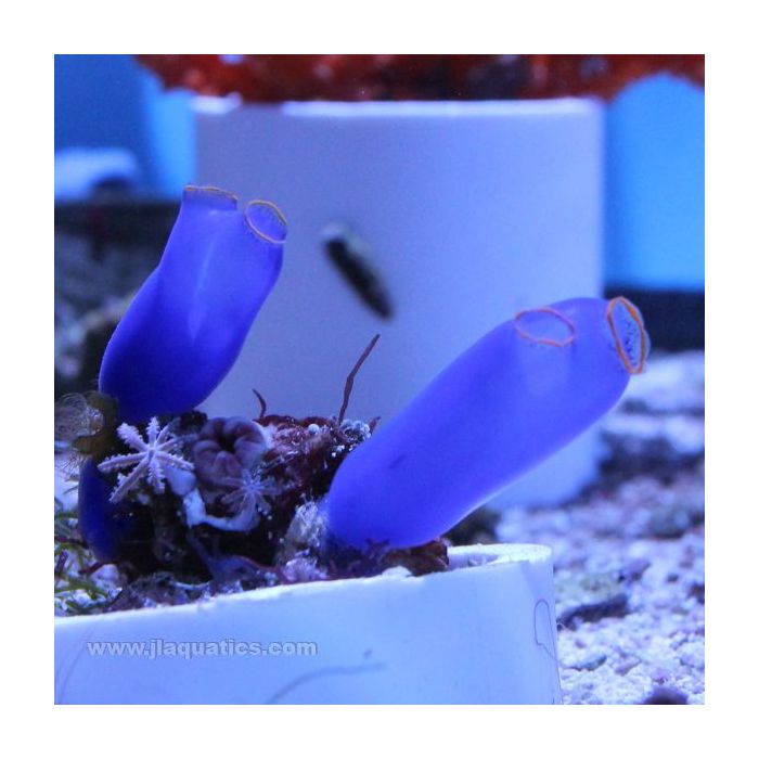 Buy Blue Sea Squirt (Asia Pacific) in Canada for as low as 55.95