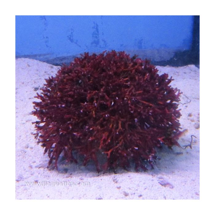Buy Red Fork Macroalgae (Asia Pacific) in Canada for as low as 34.45
