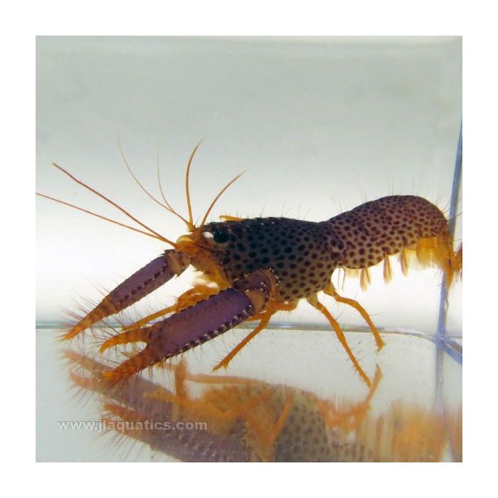 Buy Purple Reef Lobster (Asia Pacific) in Canada for as low as 55.45