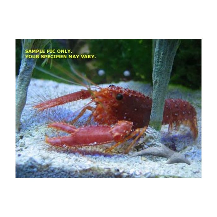 Buy Red Reef Lobster (Asia Pacific) in Canada for as low as 47.45