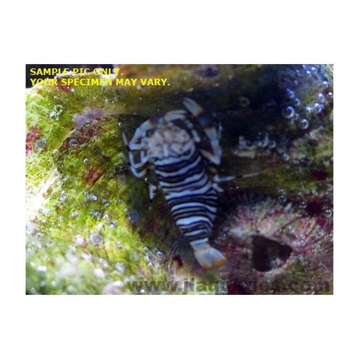 Buy Bumble Bee Shrimp (Asia Pacific) in Canada for as low as 14.45