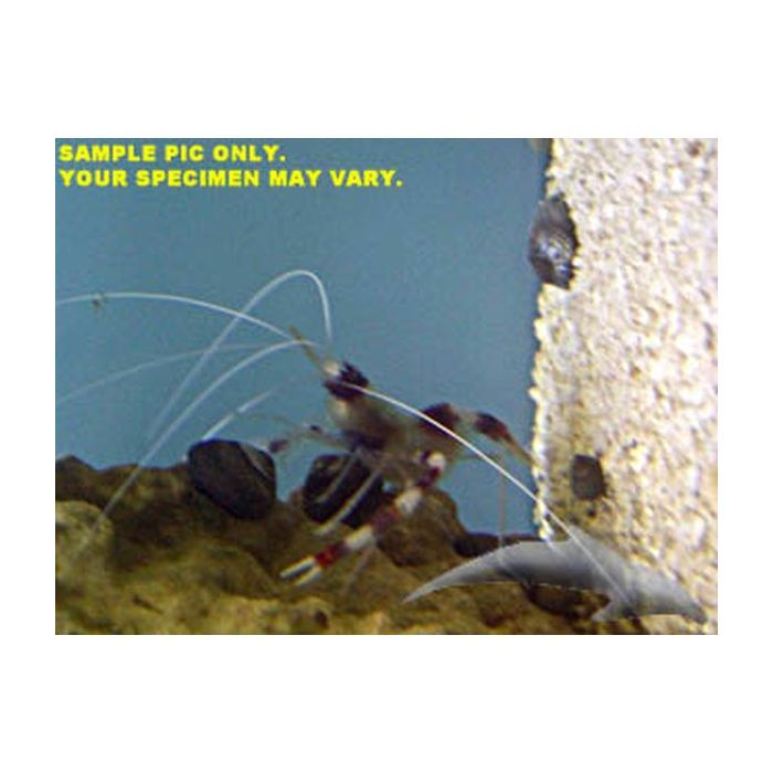 Buy Coral Banded Shrimp (Asia Pacific) in Canada for as low as 21.45