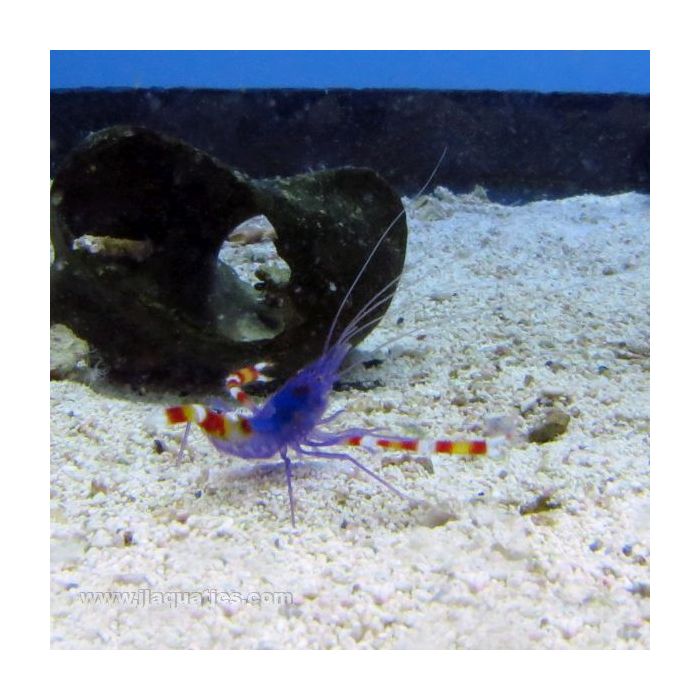 Buy Coral Banded Shrimp - Blue (Asia Pacific) in Canada for as low as 38.95