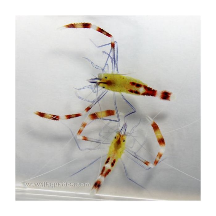 Buy Coral Banded Shrimp - Blue Leg (Asia Pacific) in Canada for as low as 50.45