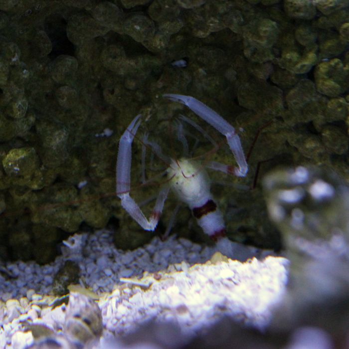 Buy Coral Banded Shrimp - Red Spot (Indian Ocean) in Canada for as low as 30.95