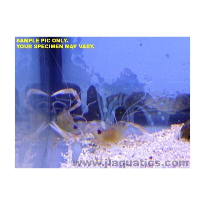 Buy Coral Banded Shrimp - Yellow (Asia Pacific) in Canada for as low as 42.95