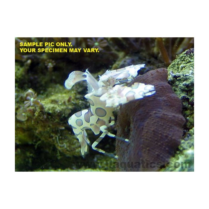 Buy Harlequin Shrimp (Asia Pacific) in Canada for as low as 69.95