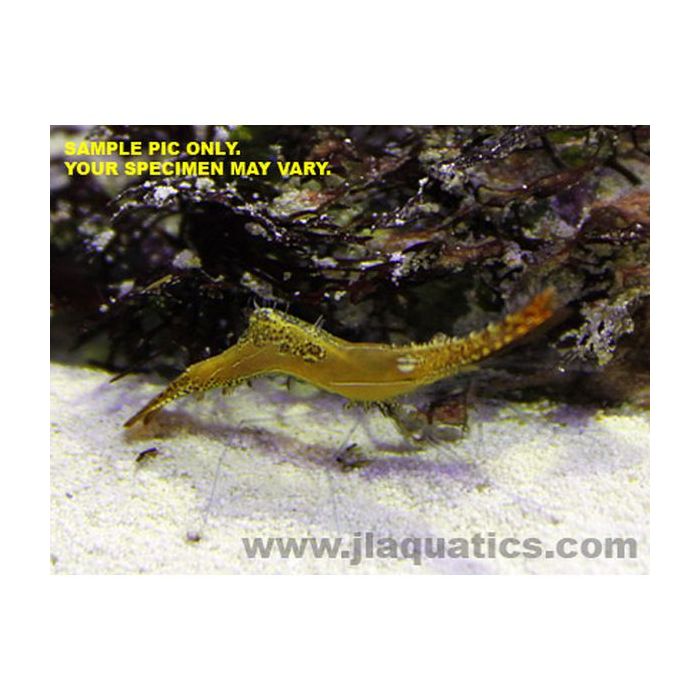 Buy Longnose Shrimp (Asia Pacific) in Canada for as low as 20.45
