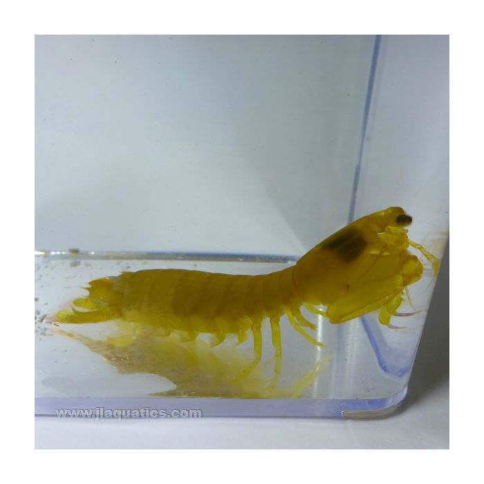 Buy Mantis Shrimp - Colored (Asia Pacific) in Canada for as low as 59.45