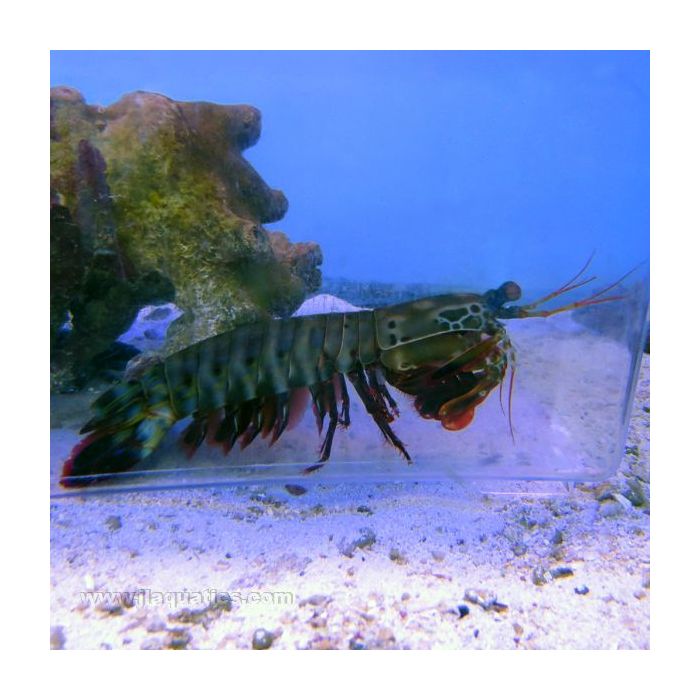 Buy Mantis Shrimp - Peacock (South Pacific) in Canada for as low as 94.45