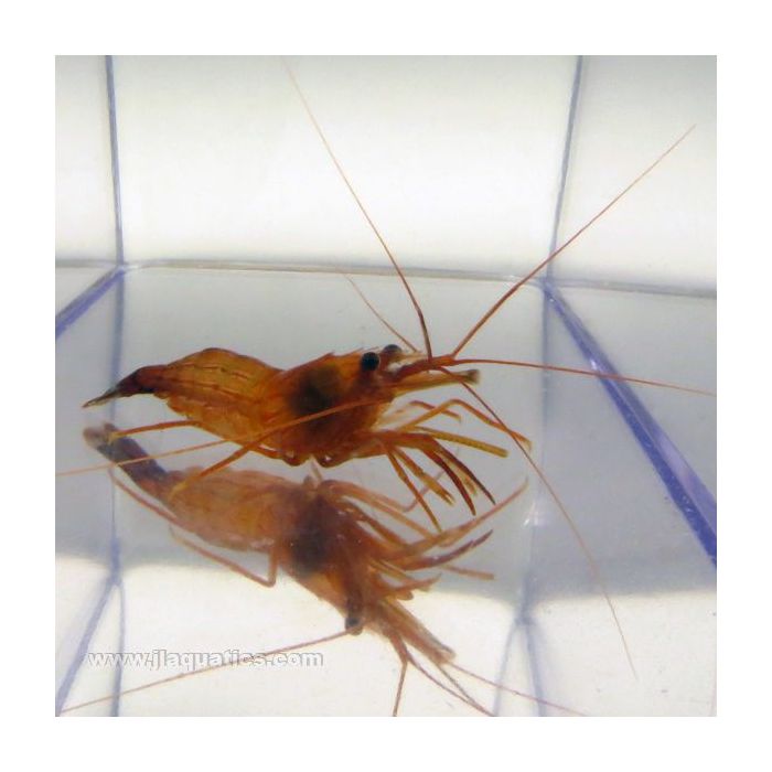 Buy Peppermint Shrimp (Atlantic) in Canada for as low as 9.95