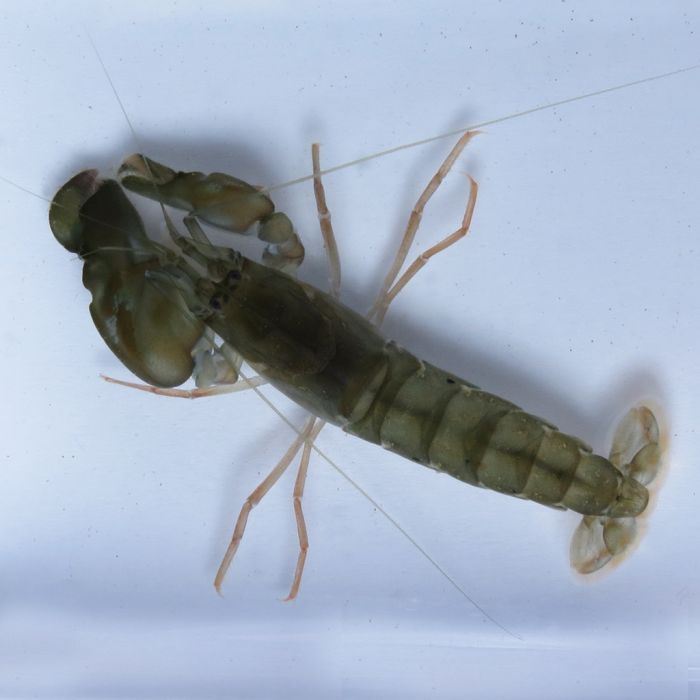 Buy Pistol Shrimp - Common (Asia Pacific) in Canada for as low as 12.45
