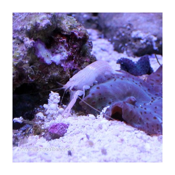 Buy Pistol Shrimp - Fine Striped (Asia Pacific) in Canada for as low as 19.45