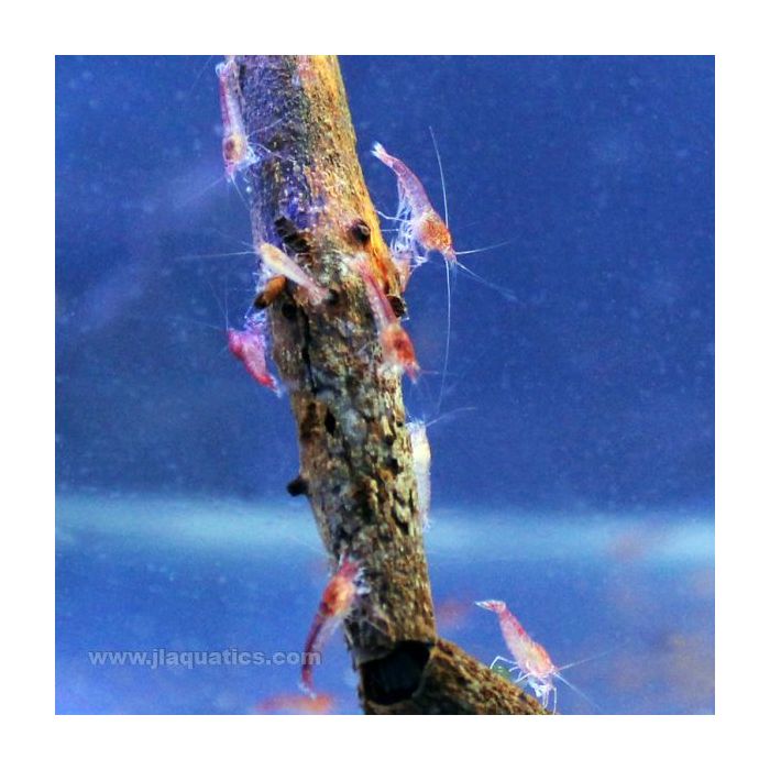 Buy Volcano Shrimp (South Pacific) in Canada for as low as 7.45