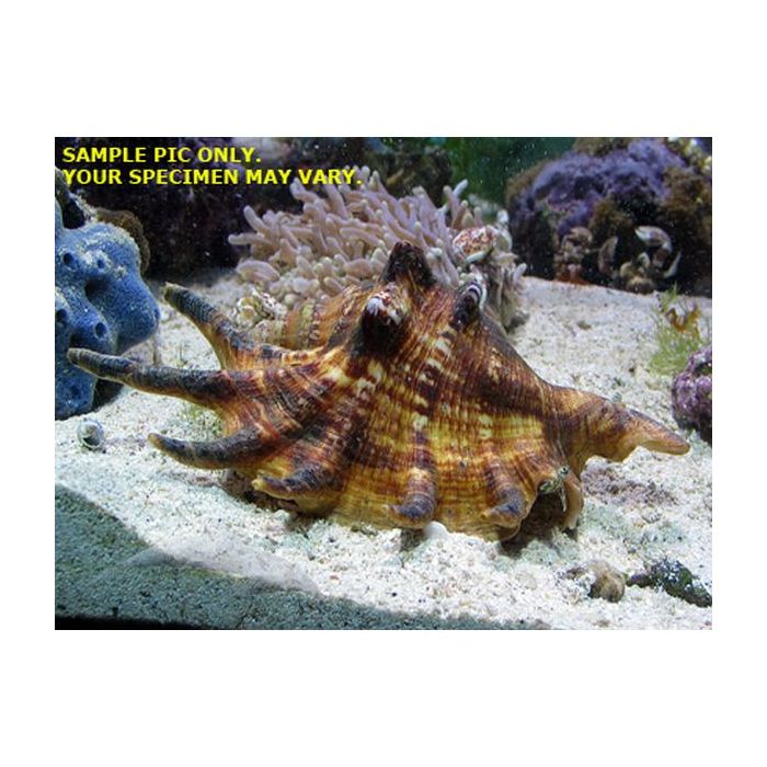 Buy Spider Conch (Asia Pacific) in Canada for as low as 27.95