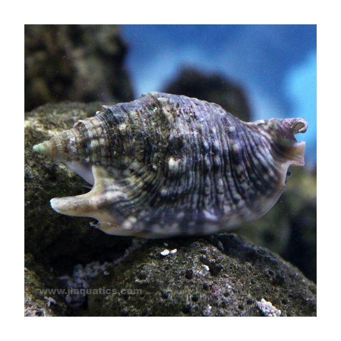 Buy Spiny Strombus Conch (Asia Pacific) in Canada for as low as 35.45