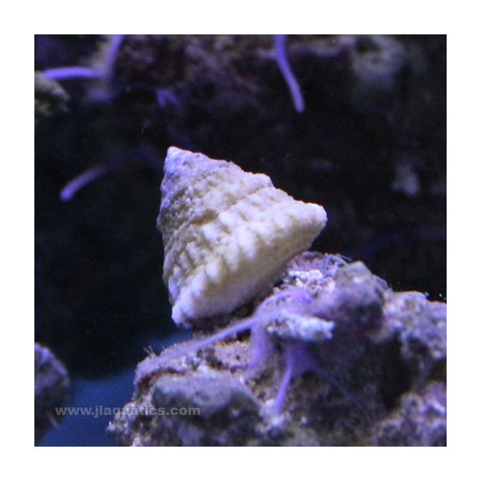 Buy Astrea Snail (Atlantic) in Canada for as low as 2.95