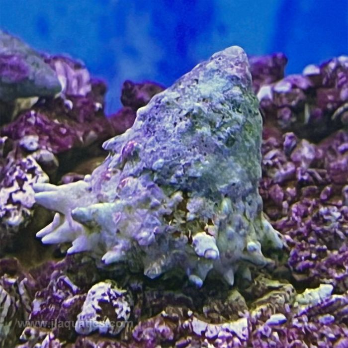 Spiny Astrea snail for reef aquariums
