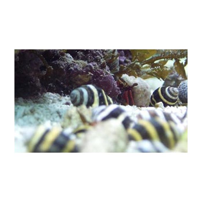 Buy Bumble Bee Snail (Asia Pacific) in Canada for as low as 2.95