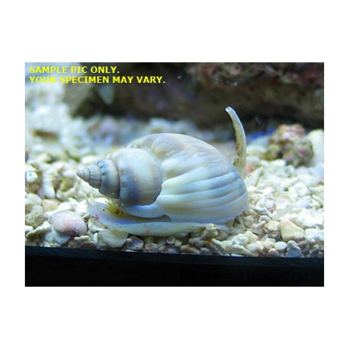 Buy Tonga Nassarius Snail (South Pacific) in Canada for as low as 3.95