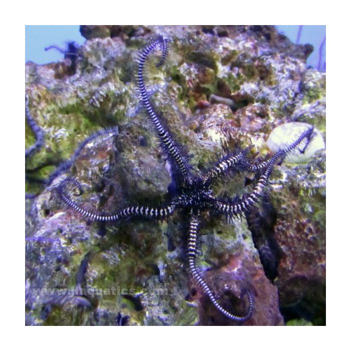 Buy Brittle Star - Black/Pink (Asia Pacific) in Canada for as low as 20.45