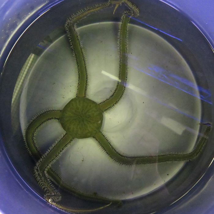 Buy Brittle Star - Green (Asia Pacific) in Canada for as low as 22.95