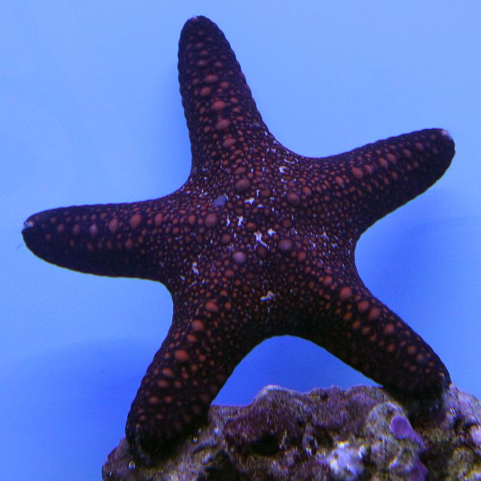 Buy Common Starfish (Atlantic) in Canada for as low as 26.45