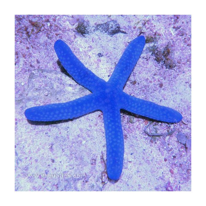 Buy Linckia Starfish - Blue (Asia Pacific) in Canada for as low as 39.45