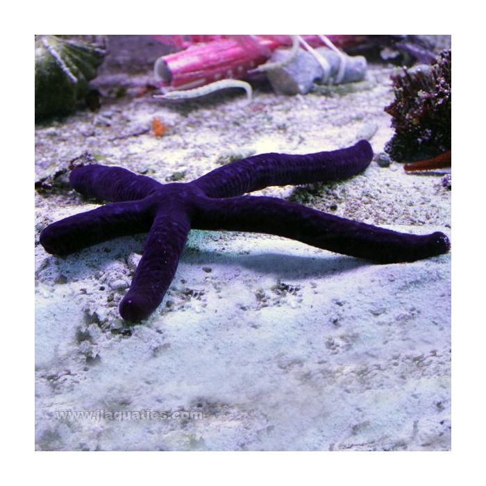 Buy Linckia Starfish - Burgundy (South Pacific) in Canada for as low as 35.95