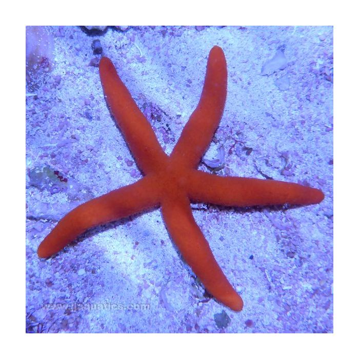 Buy Red Reef Starfish (Indian Ocean) in Canada for as low as 43.45