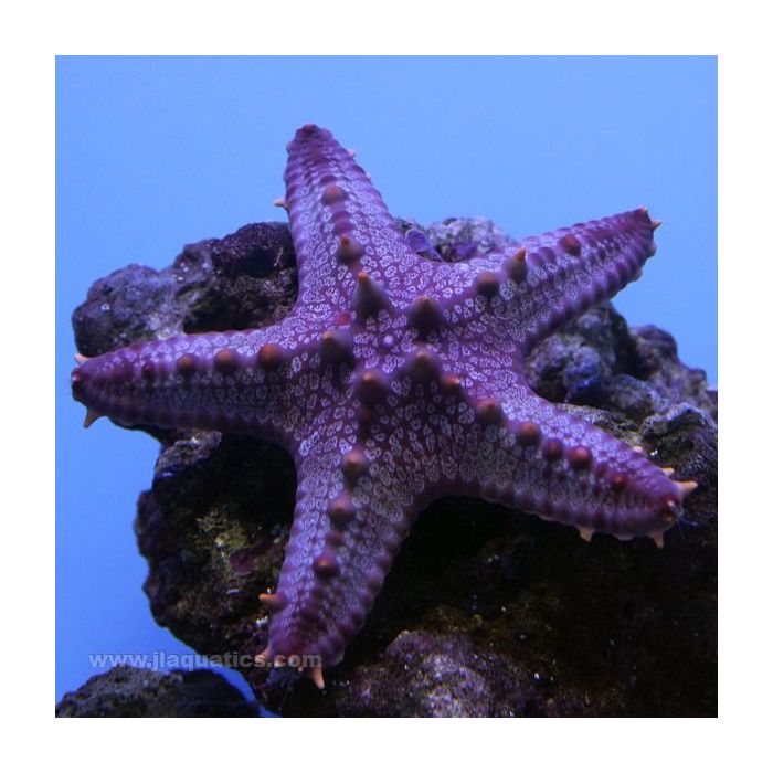 Buy Red Spined Starfish (Indian Ocean) in Canada for as low as 38.95