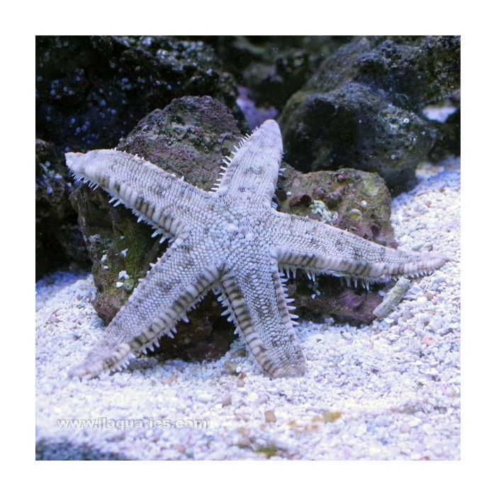 Buy White Sand Star (Asia Pacific) in Canada for as low as 26.45